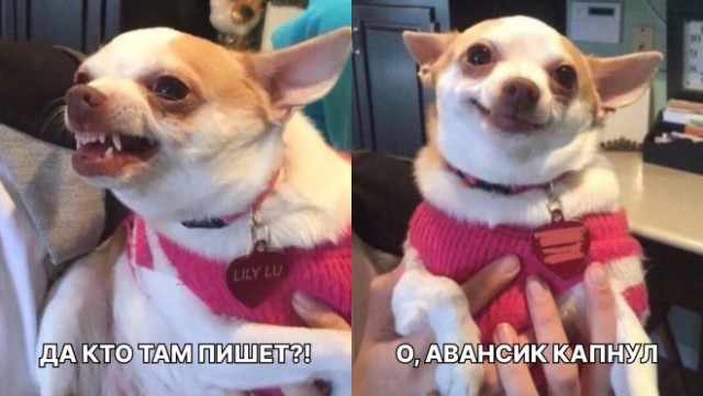 Веселые картинки в понедельник (17.02)