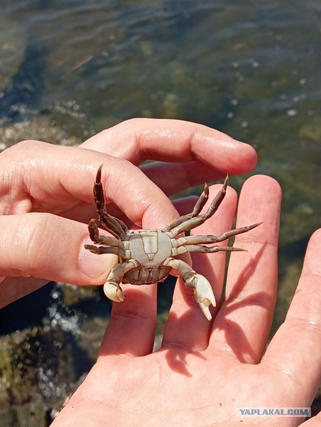 Литболталка