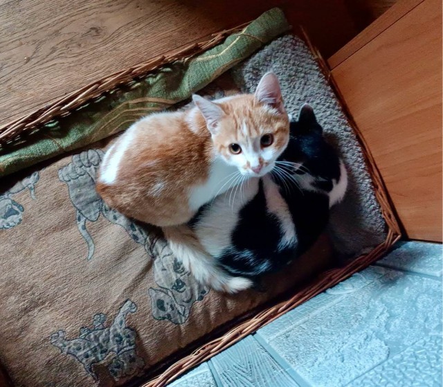С котовторником!