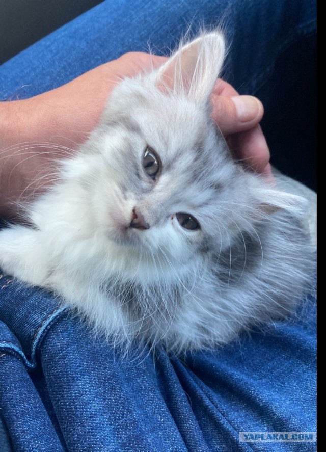Котенок в добрые руки
