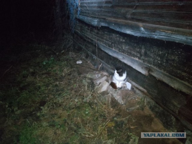 Жизнь домашнего приюта для котеек 565