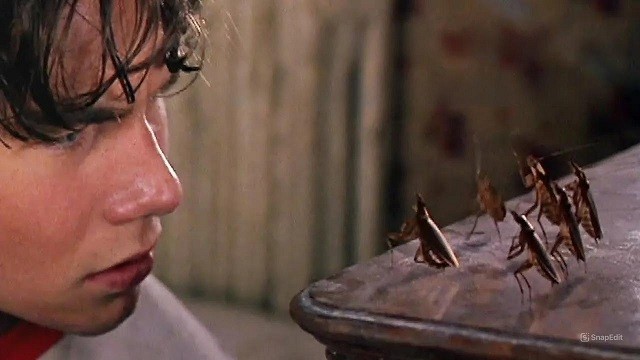 О домашних животных