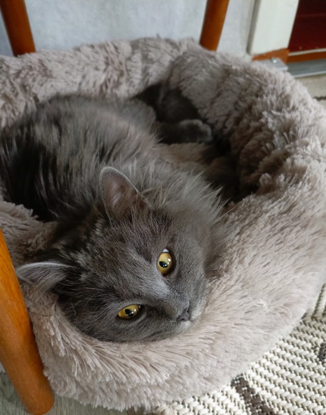 Котовторник: моя инвалидка
