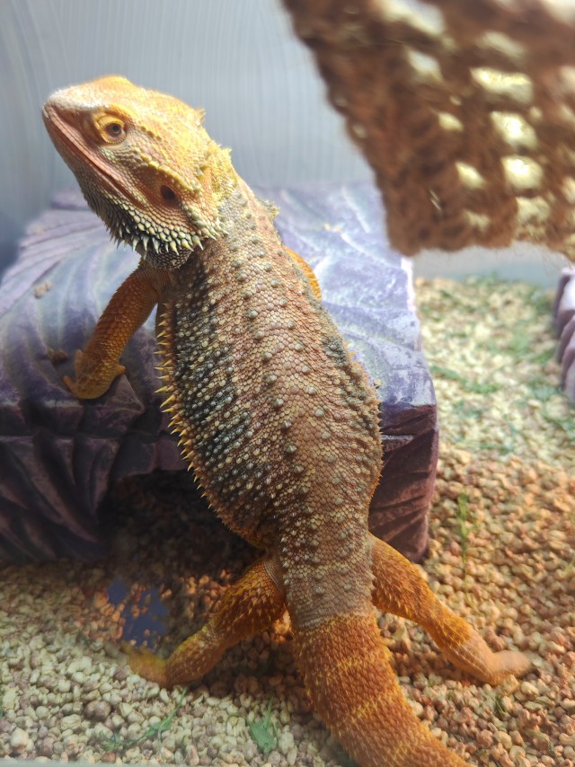 Ну, нет на Япе дня ящериц.