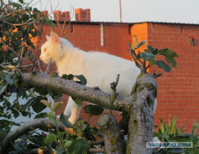 Котовторник 23.07.2013