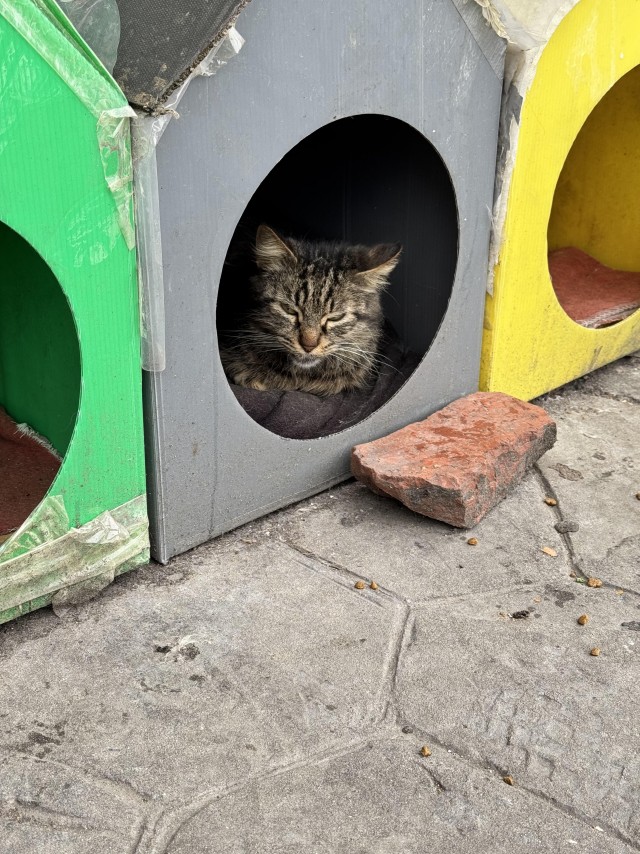 Уличные кошки Стамбула