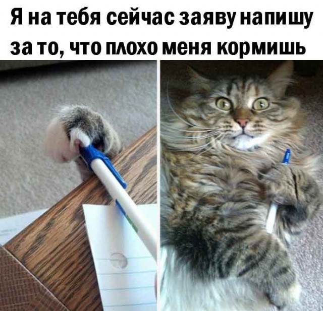 Подборка картинок к котовторнику