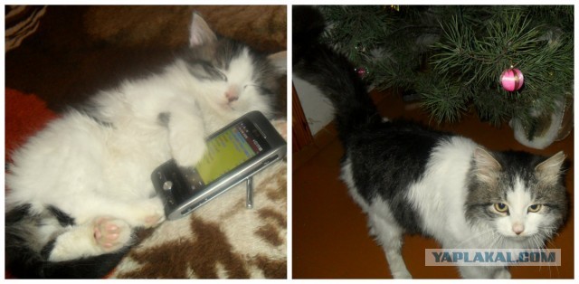 Коты и время