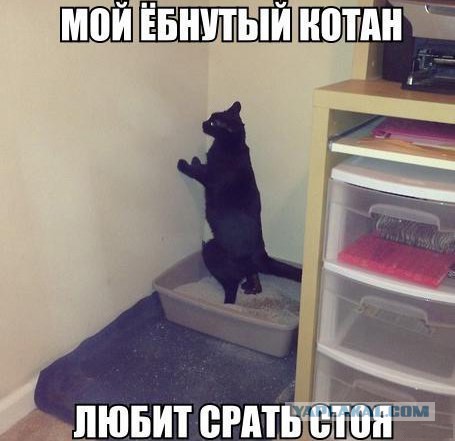 Кот