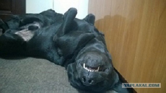 Собакочетверг