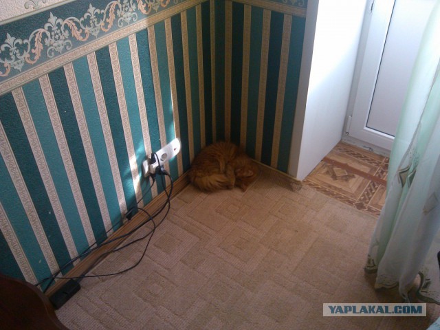 Котовторник 20.05.2014