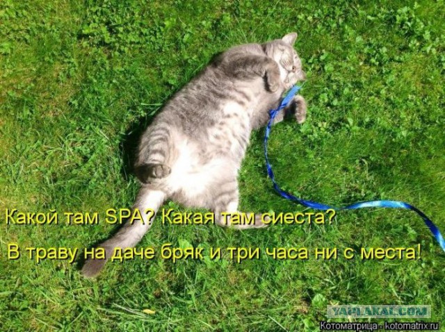 Добряки, плюсующие всех подряд