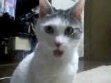 Котики vs Рожи