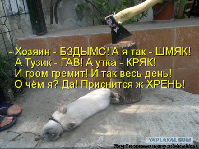"Когда я кашляю, мой кот крякает"