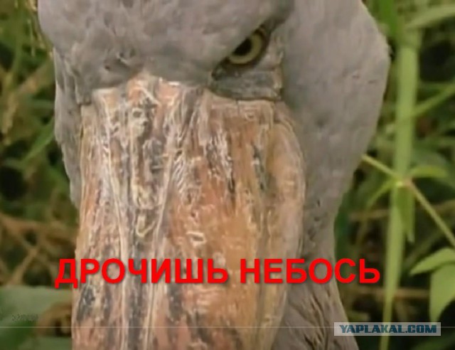 И тут ты понимаешь, что тебе пи#дец.