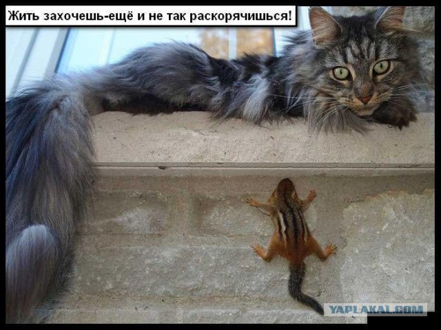 Минутка черного юмора на ЯПе