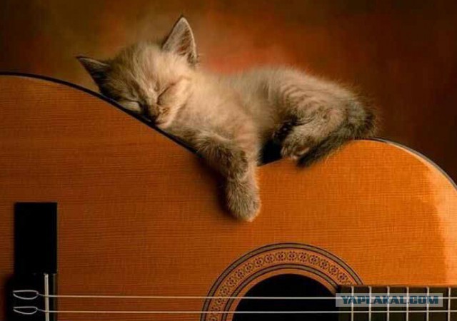 Как спят кошки....