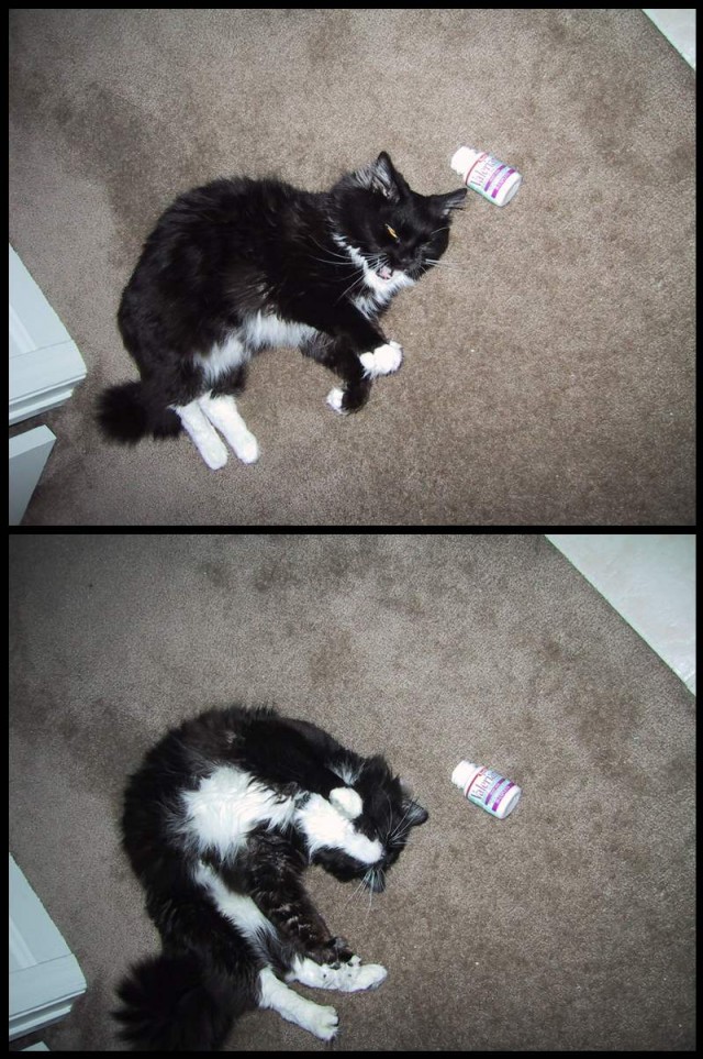 Коты, кошки, котята