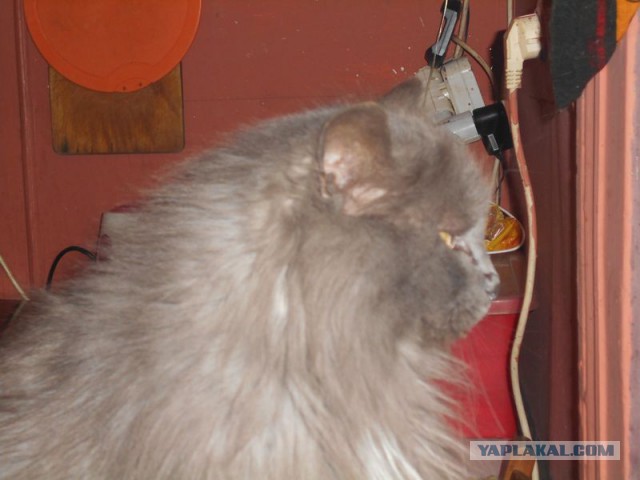 Жизнь домашнего приюта для котеек 95