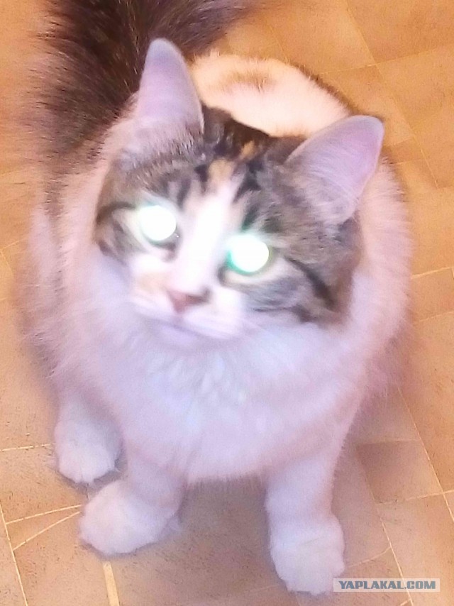 Котовторник 15.03