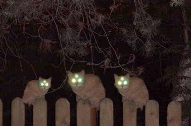 Ночные кошаки