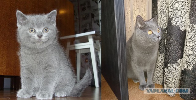 25 котят, которые так быстро выросли