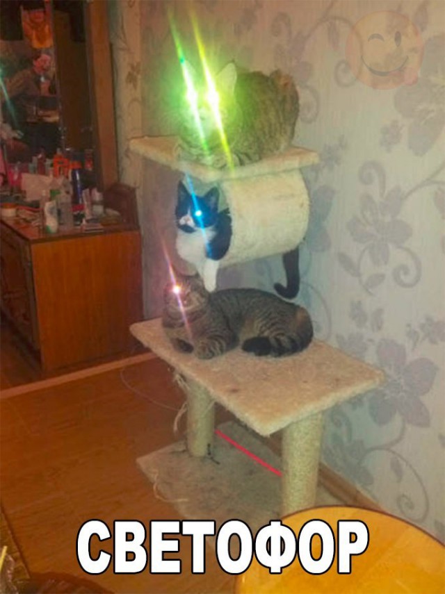 Прикольные животные
