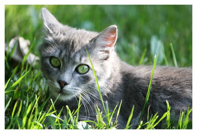 Котовторник: лента прикольных котов на 05.02!