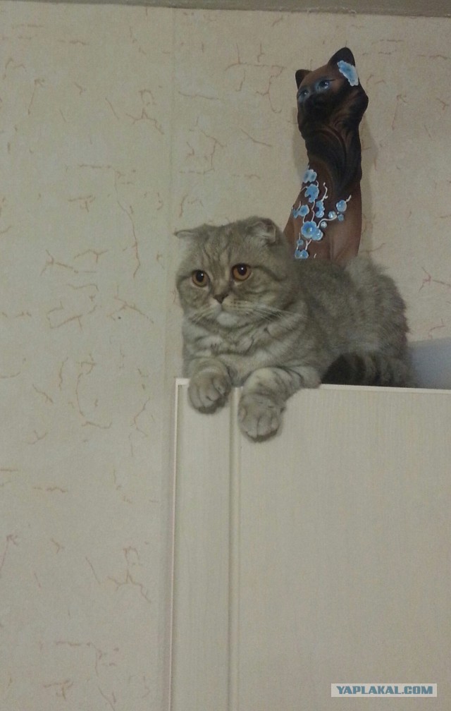 Котовторник 27.09.16