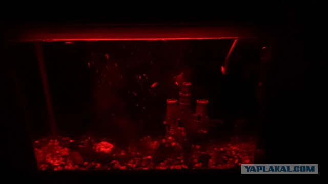 По аквариумным рыбам, аквариумы с растениями, выкладывайте свои видео и фото, полюбуемся!