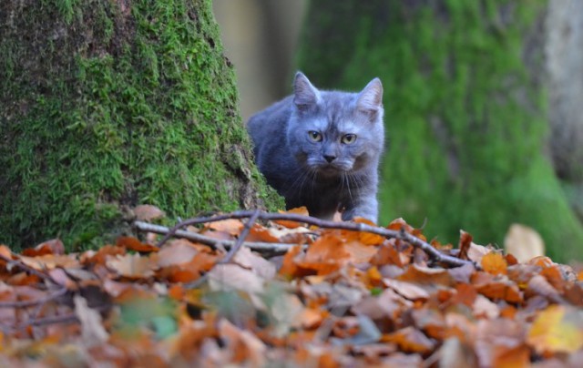 Коты из сети