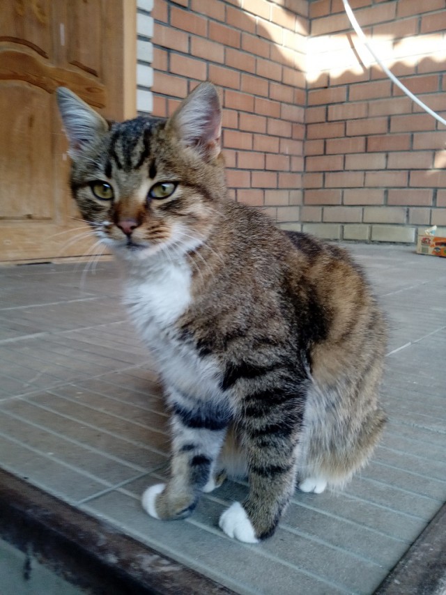 Котовторник 10.01.2017