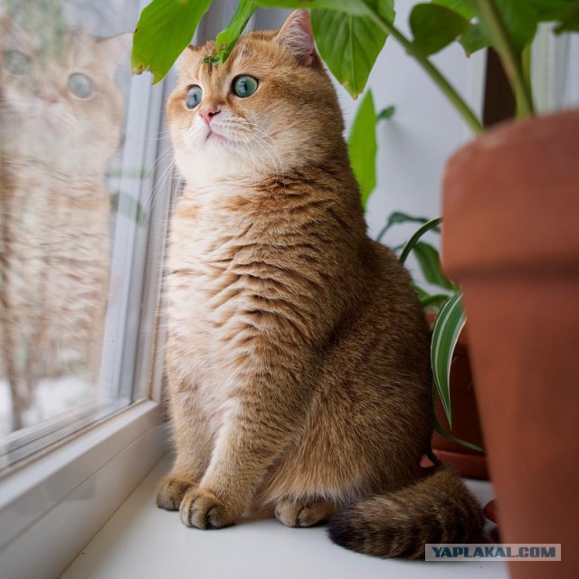 Очаровательный круглый кот Хосико