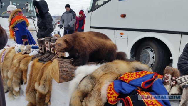День оленевода новый Уренгой