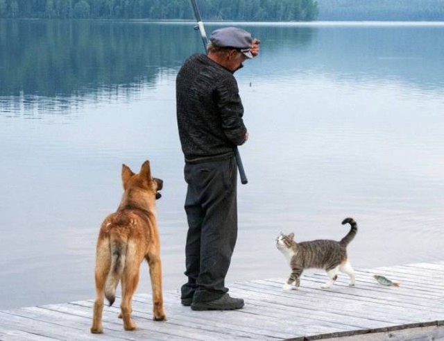 Коты и Кошки