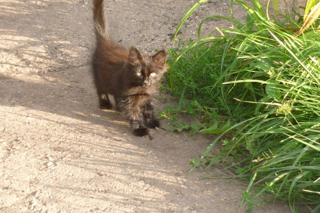 Портреты бродячих котов