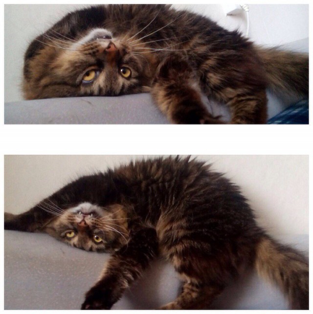 Коты и Кошки