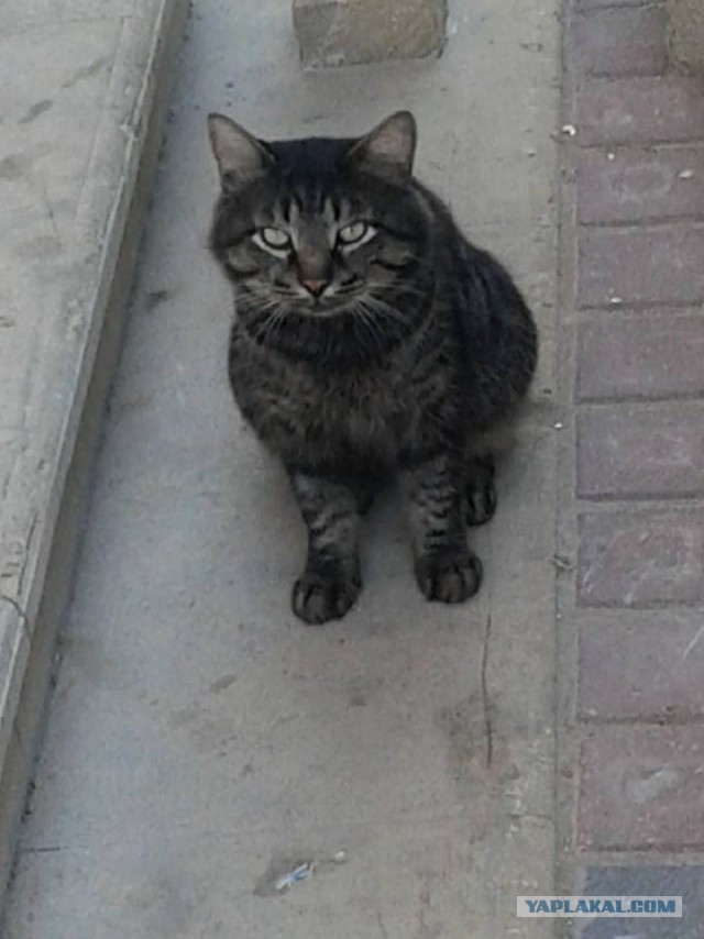 Котовторник 1.08.17