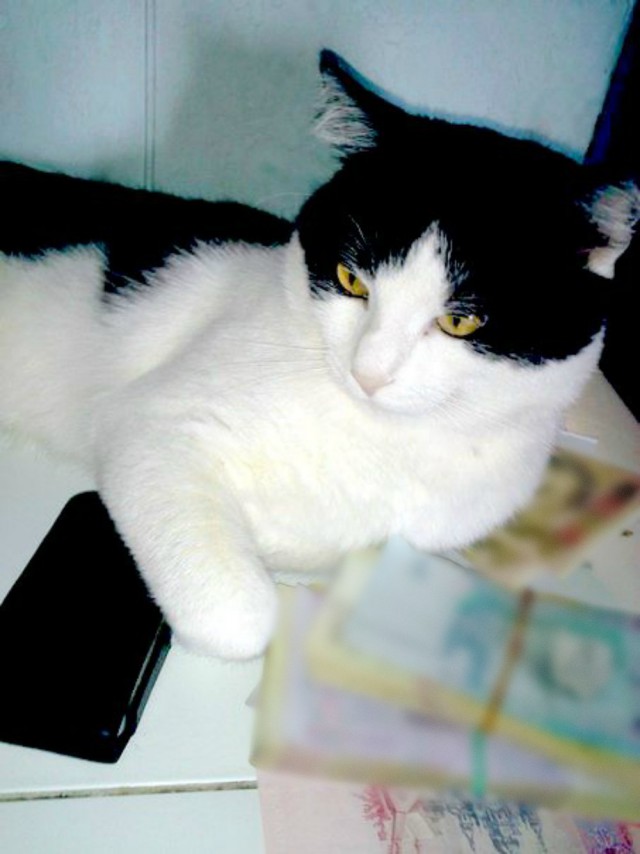 Коты и Кошки