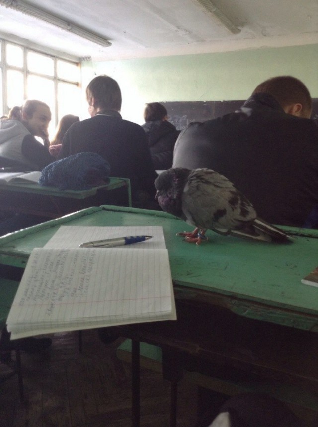 Подборка забавных животных