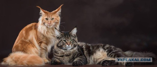 Котовторник  10.10.2017