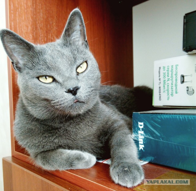 Поиграй с котиком.