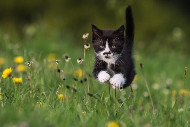 Фотобомбы котов