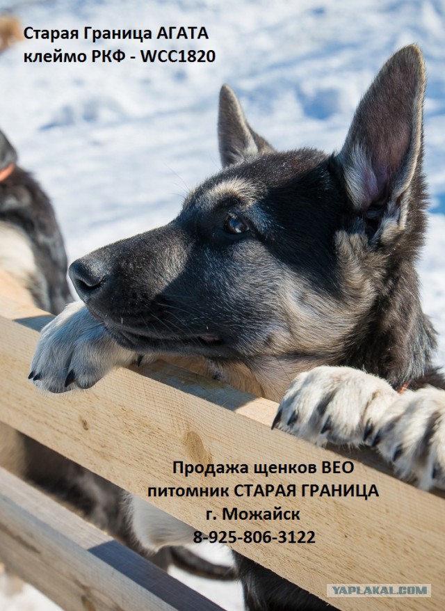 Щенки ВЕО (РКФ)