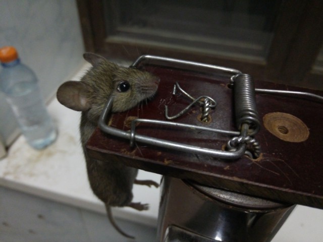10 способов поймать мышкующих, при этом сохранив им жизнь