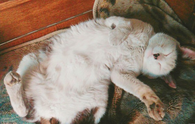 Котовторник 19.06.2018