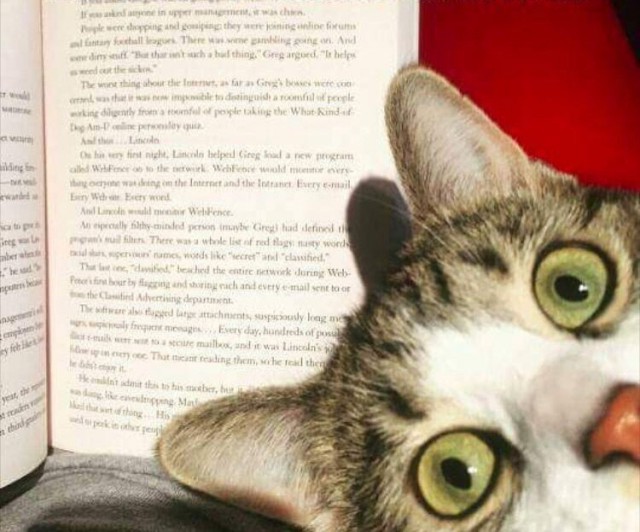 Прикольных котов пост