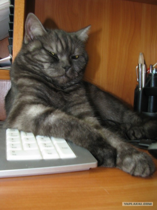 Котовторник на середину июня