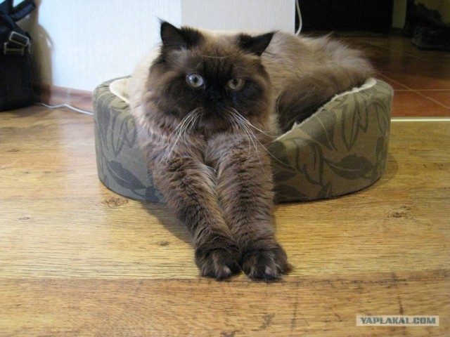 Котовторник с Кузей