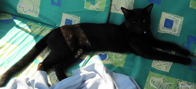 Сонный Котовторник